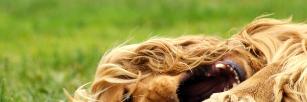 Spaniel, Cocker