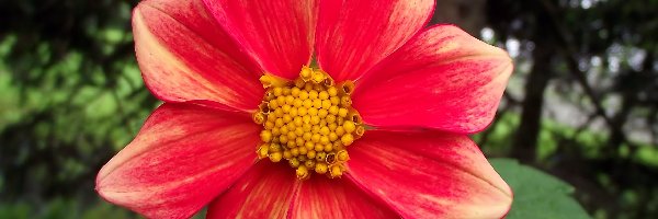 Dalia, Kwiat