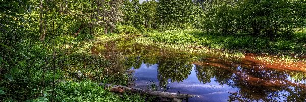 Rzeka Newa, Park, Drzewa, Roślinność, Petersburg, Rosja