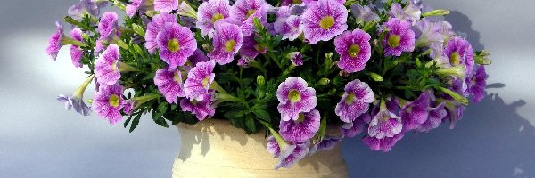 Petunia ogrodowa