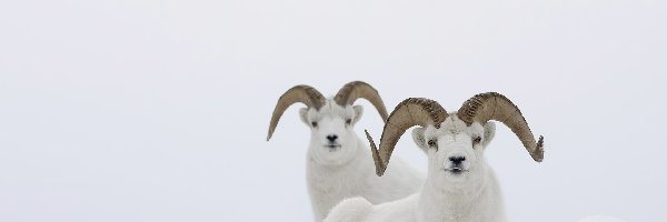Rogi, Kozice, Górskie, Muflon, Śnieg, Zima