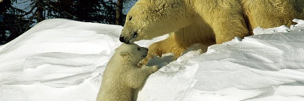 Polarne, Niedźwiedzie