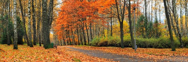 Jesień, Aleja, Park, Liście, Drzewa