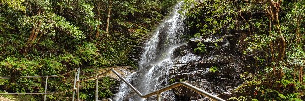 Las, Skały, Stan Nowa Południowa Walia, Park Narodowy Blue Mountains, Wodospad Sylvia Falls, Ogrodzenie, Paprocie, Australia, Drzewa