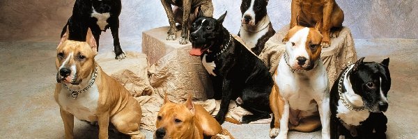 Amstaffy, Psy, Gromadka