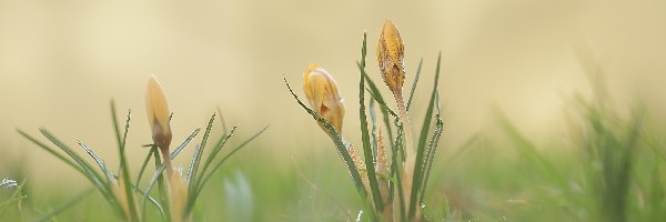 Krokusy, Pąki, Żółte