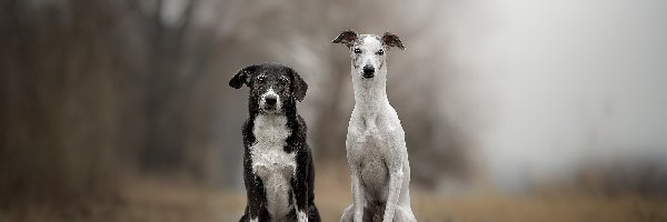 Dwa, Kundelek, Psy, Polana, Whippet