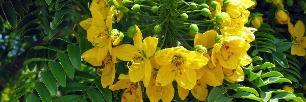 Leptophylla, Zbliżenie, Kwiat, Cassia