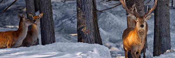 Jeleń, Zima, Sarny, Przebijające Światło, Las