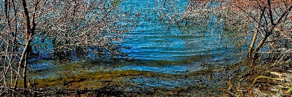Drzewa, Jezioro