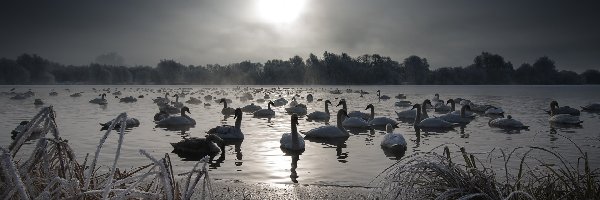 Łabędzie, Jezioro, Zima