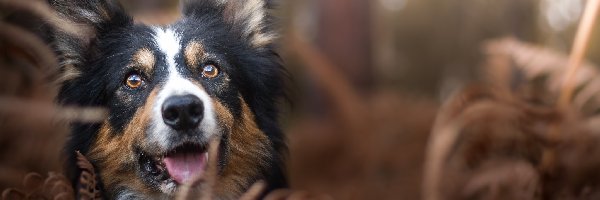 Border collie, Rozmyte tło, Rośliny, Pies