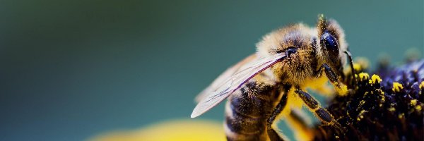 Pszczoła, Pyłki, Kwiat