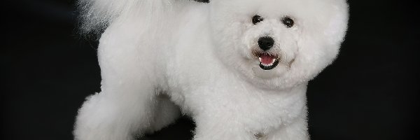 Bichon frise, Piesek