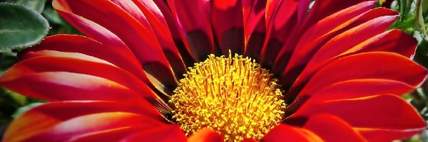 Gazania, Czerwona, Kwiat