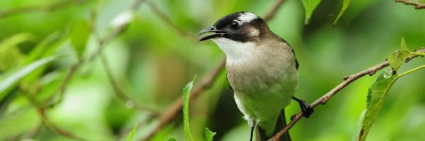 Gałązka, Dziobek, Ptaszek