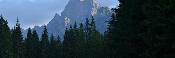 Dolina Białej Wody, Las, Góry, Tatry