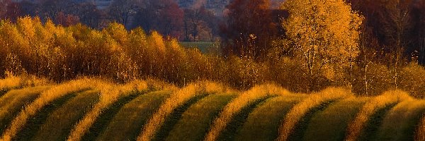 Las, Pole, Pofalowane, Krzewy, Łąka