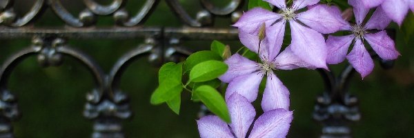 Clematis, Kwiaty, Fioletowe