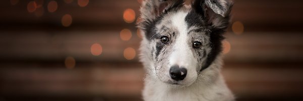 Klapnięte, Border collie, Mordka, Uszy, Szczeniak, Pies