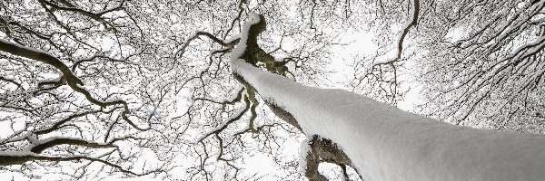 Śnieg, Drzewo