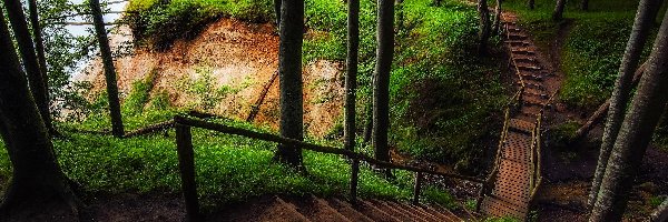 Schody, Park Narodowy Jasmund, Wzgórza Stubnitz, Wyspa Rugia, Niemcy, Ścieżka, Las