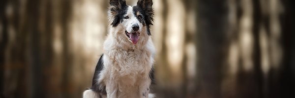 Rozmyte, Mordka, Jęzor, Tło, Border collie, Pies