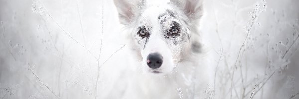 Szadź, Trawy, Rośliny, Border collie