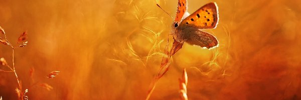Czerwończyk żarek, Trawa, Źdźbła, Motyl
