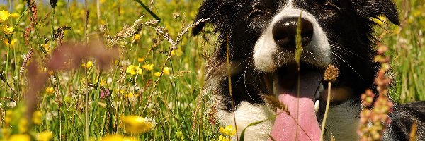 Pies, Język, Border collie, Łąka