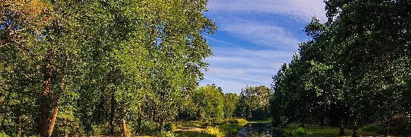 Park, Zieleń, Rzeka, Lato