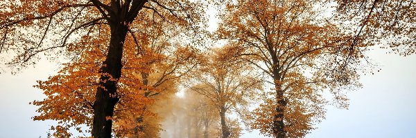 Drzewa, Droga, Mgła, Jesień