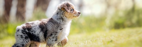 Owczarek australijski, Szczeniak, Australian shepherd, Trawa, Łąka