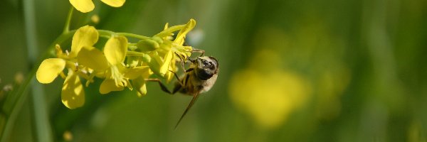 Pszczoła, Glistnik jaskółcze ziele