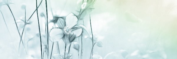 Fractalius, Zawilce Japońskie, Kwiaty