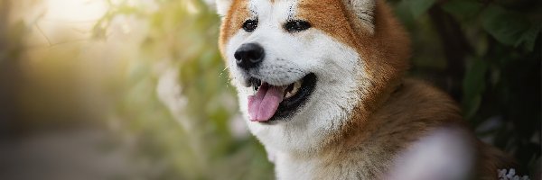 Akita inu, Krzew, Mordka, Pies