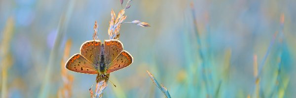 Modraszek ikar, Trawy, Źdźbła, Motyl