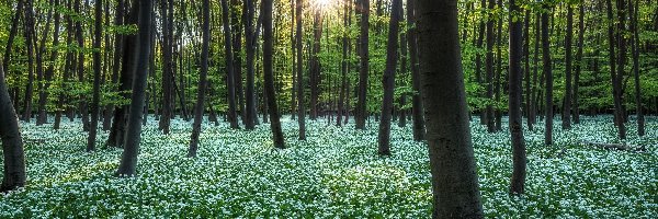 Kwiatki, Promienie słońca, Białe, Czosnek niedźwiedzi, Drzewa, Las