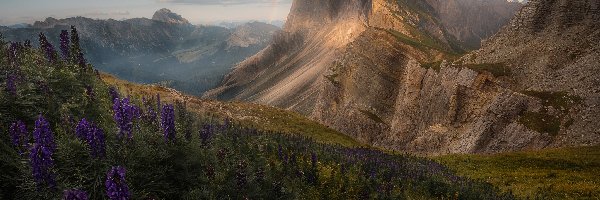 Dolomity, Góry, Fioletowe, Łąka, Zbocze, Włochy, Tęcza, Kwiaty, Góra Seceda