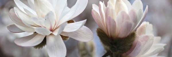 Kwiaty, Magnolia, Bladoróżowe, Gałązka