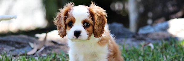 Piesek, Cavalier King Charles spaniel, Szczeniak, Mały