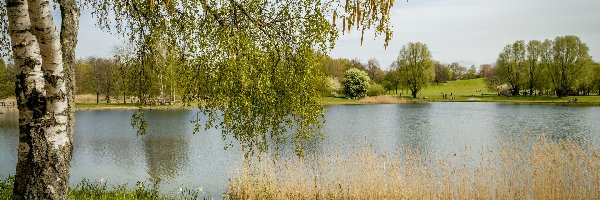 Niemcy, Park Britzer Garten, Berlin, Brzoza, Jezioro