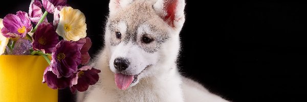 Szczeniak, Siberian husky, Pies