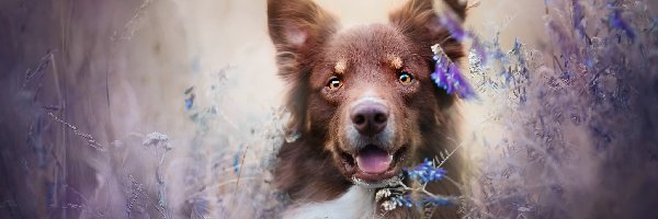 Owczarek australijski, Wyka, Kwiaty, Pies