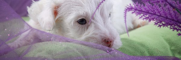 Mały, Szczeniaczek, Biały, Sealyham Terrier, Pies