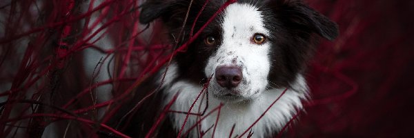 Border collie, Gałązki, Mordka, Pies