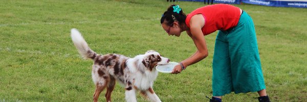 Pies, Kobieta, Border Collie, Aportowanie, Frisbee