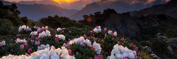 Zachód Słońca, Rododendron, Kwiaty, Góry