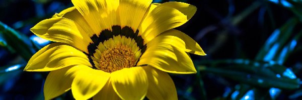 Gazania, Żółta