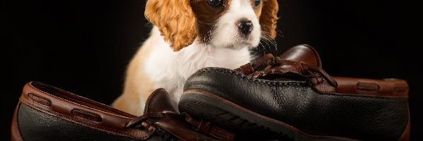 Buty, Cavalier King Charles Spaniel, Szczeniak